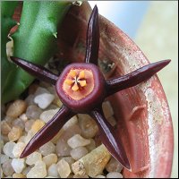 Duvalia caespitosa